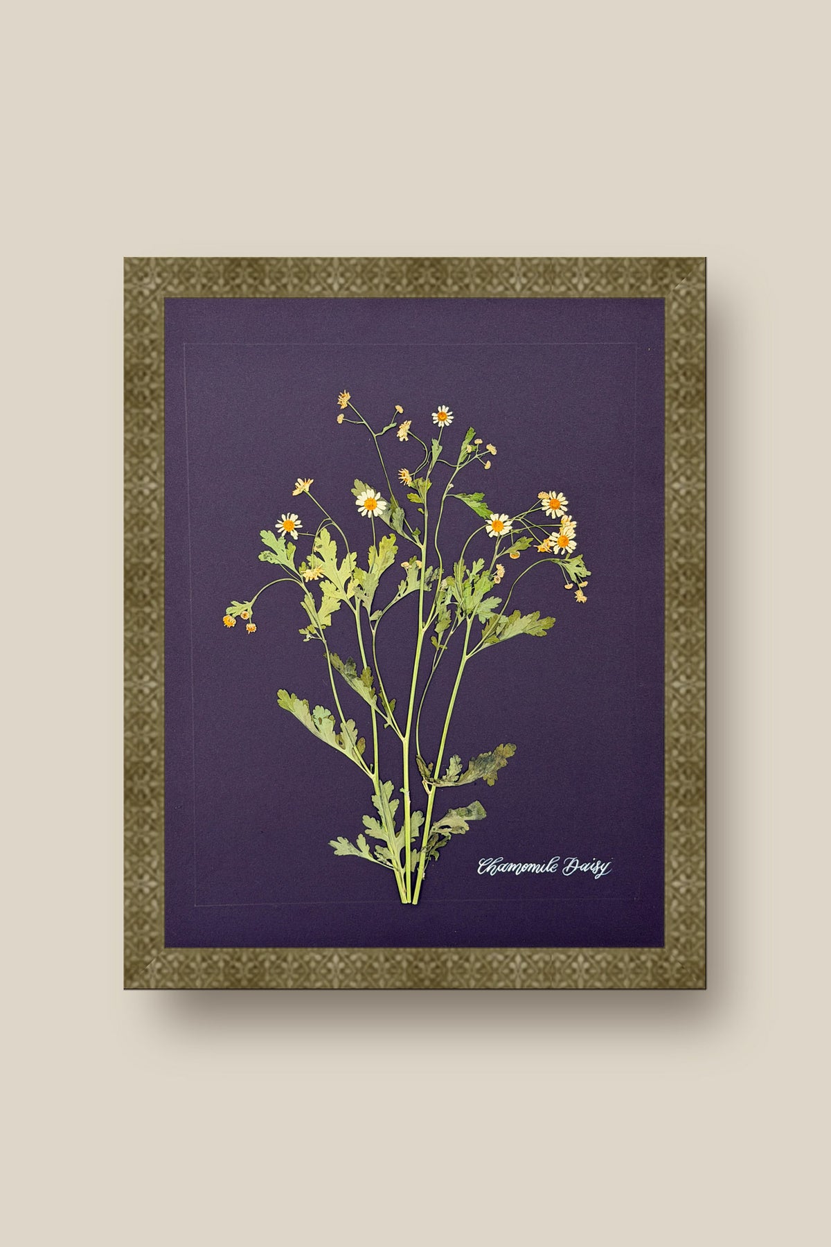 Chamomile Daisy Framed