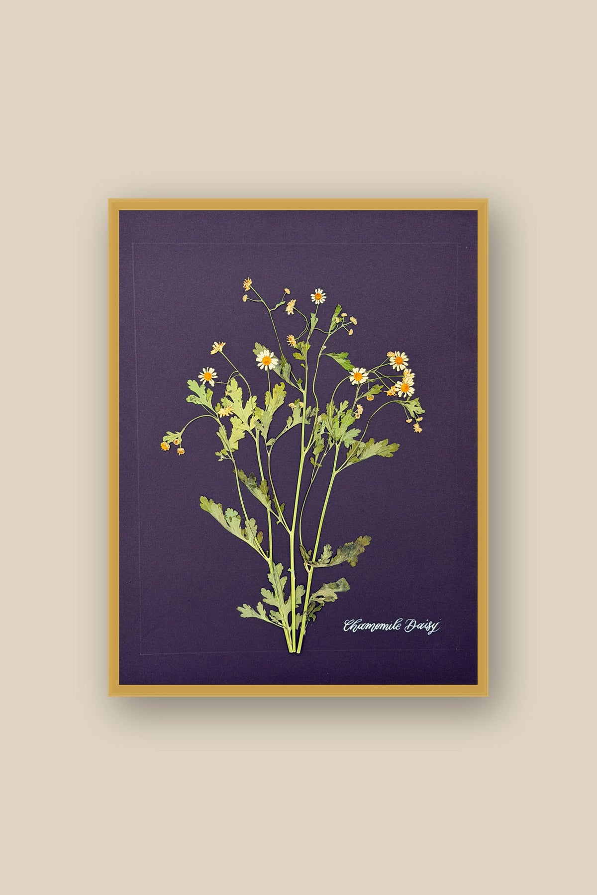Chamomile Daisy Framed
