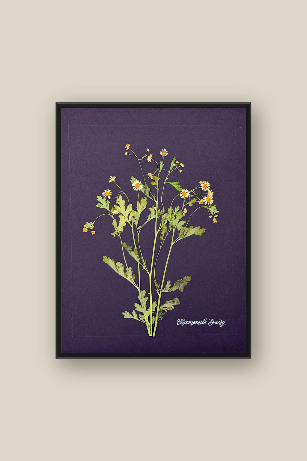 Chamomile Daisy Framed