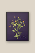 Chamomile Daisy Framed