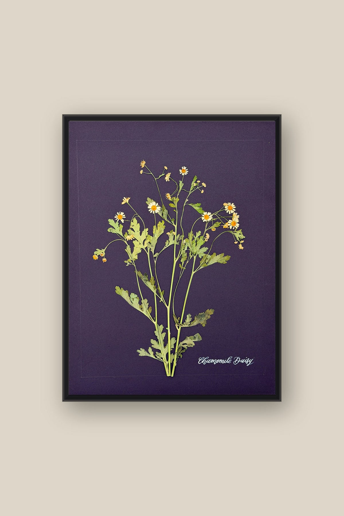 Chamomile Daisy Framed