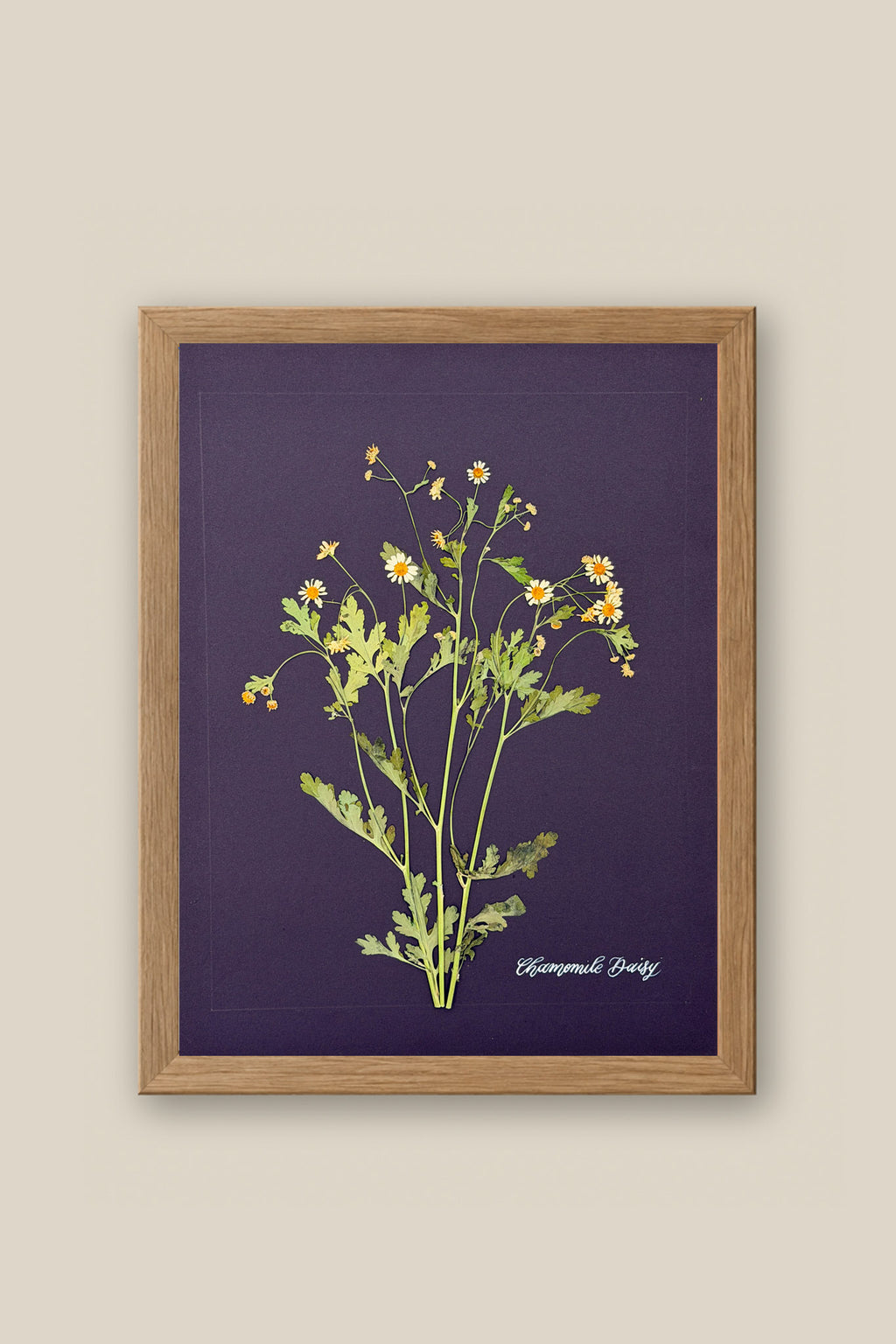Chamomile Daisy Framed