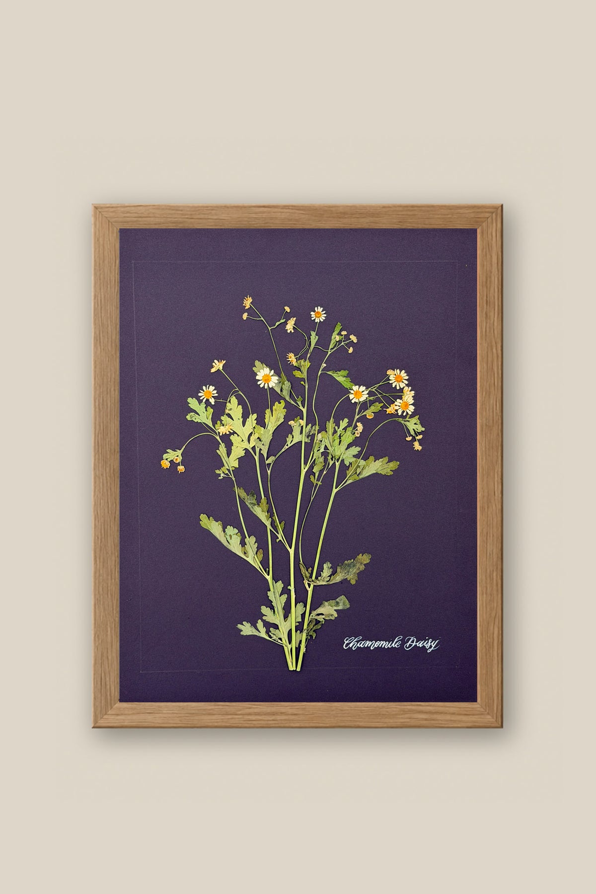 Chamomile Daisy Framed