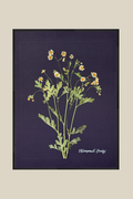Chamomile Daisy
