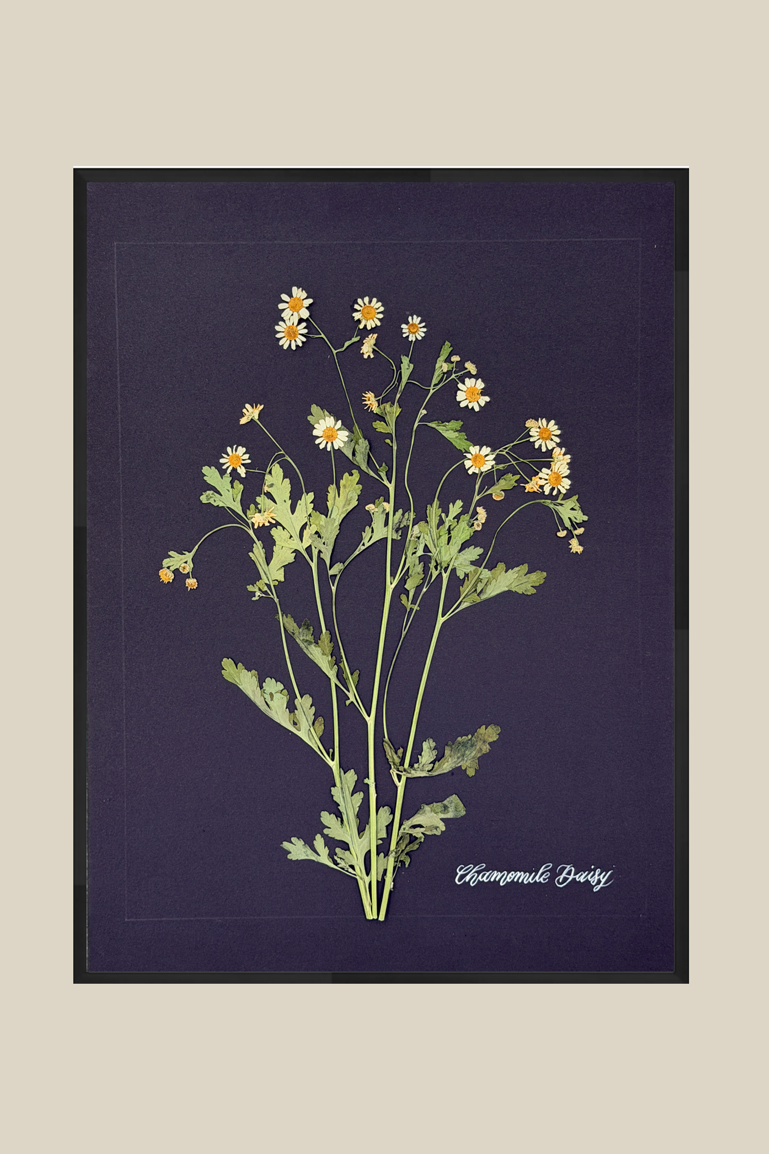 Chamomile Daisy