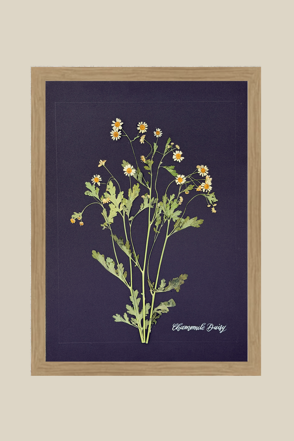 Chamomile Daisy