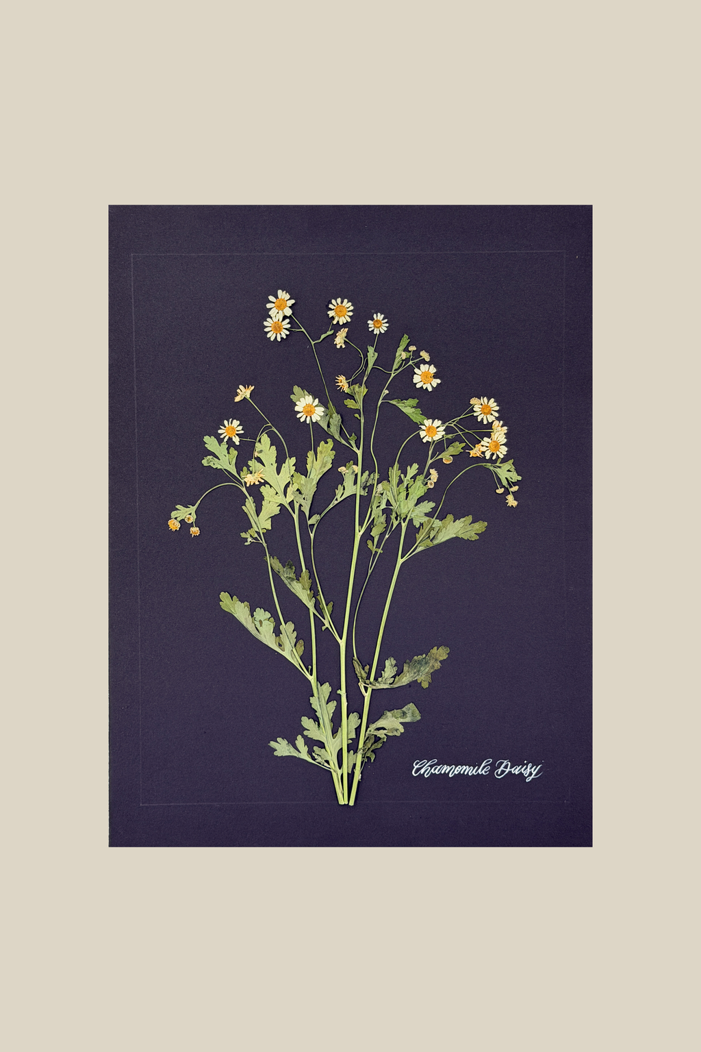 Chamomile Daisy