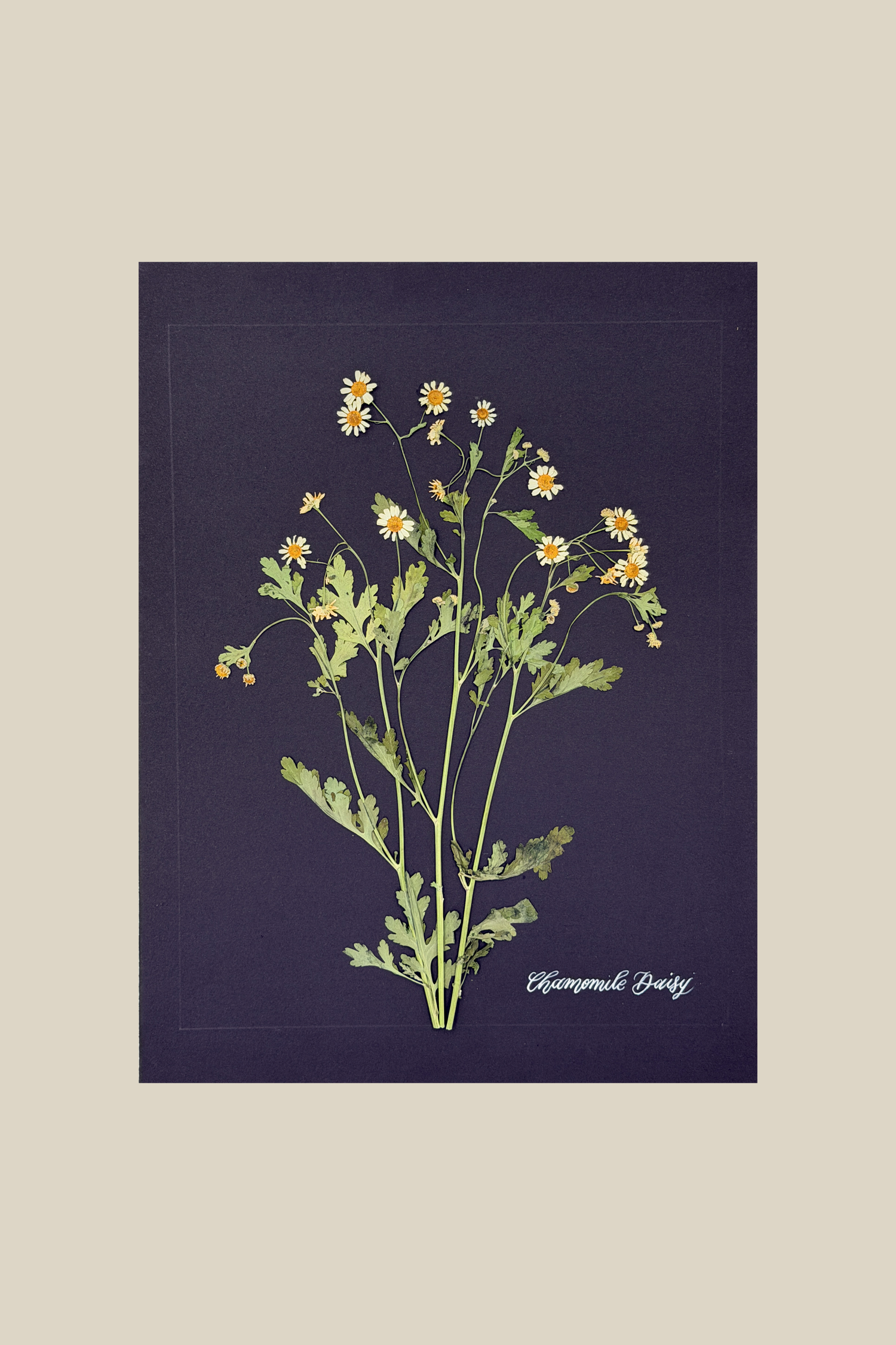 Chamomile Daisy