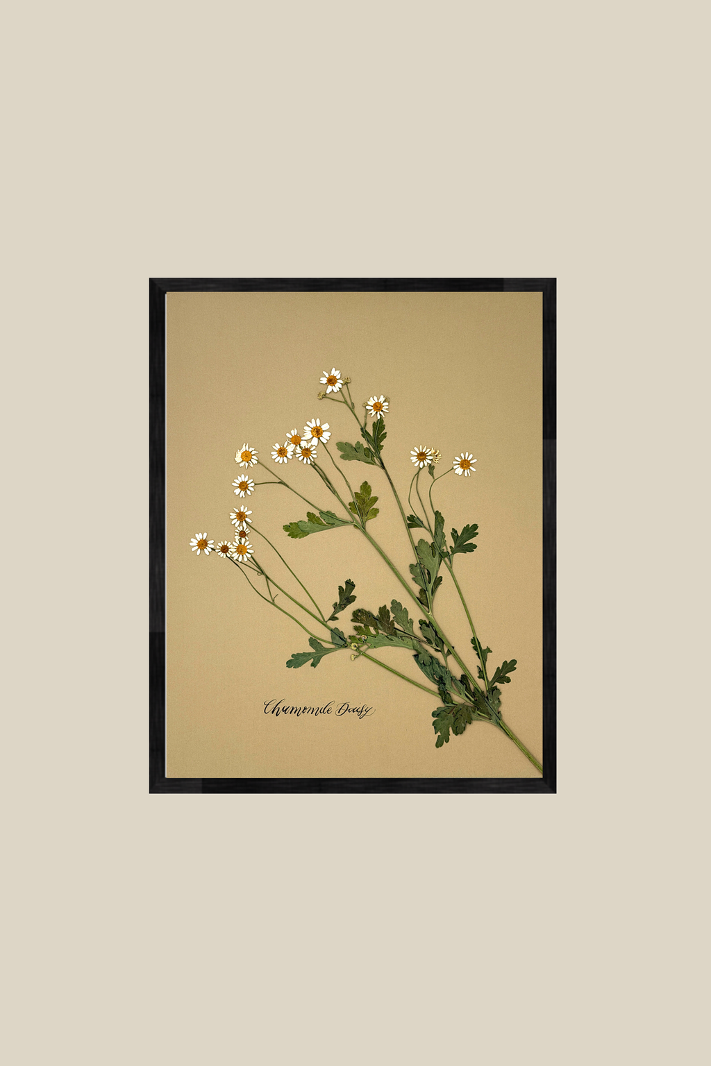 Chamomile Daisy on gold