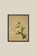 Chamomile Daisy on gold