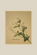 Chamomile Daisy on gold
