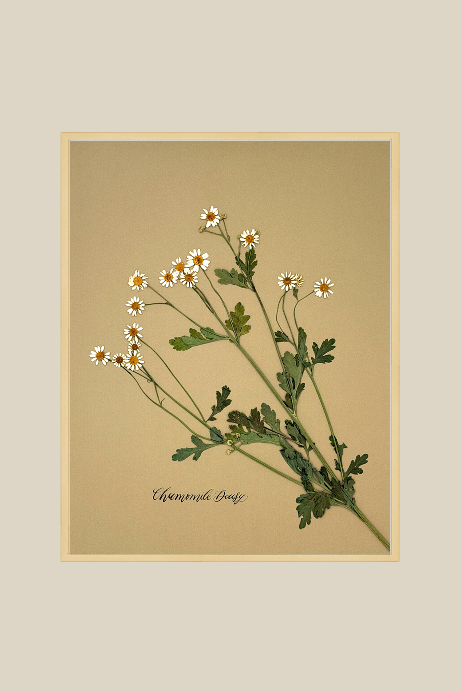 Chamomile Daisy on gold