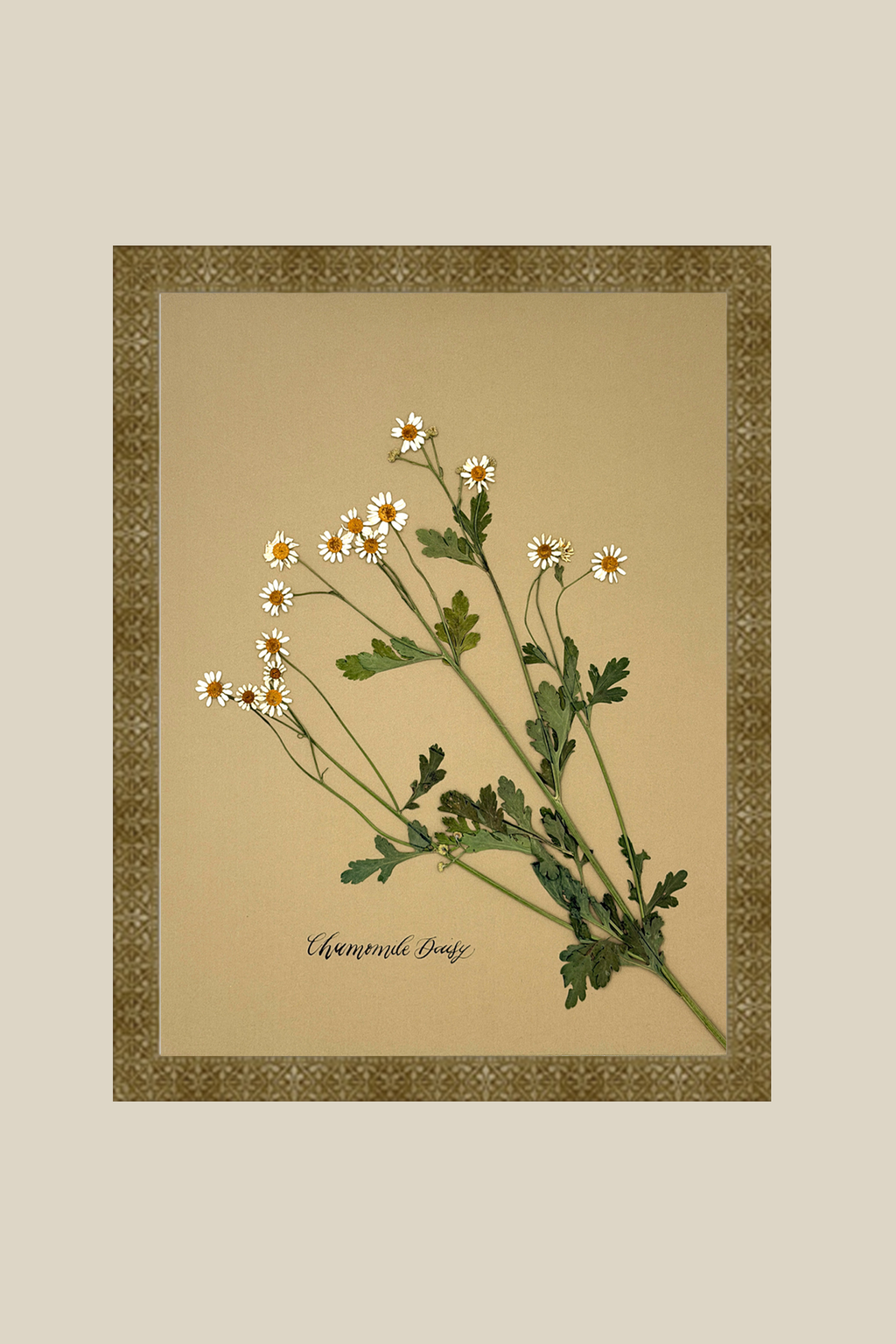 Chamomile Daisy on gold