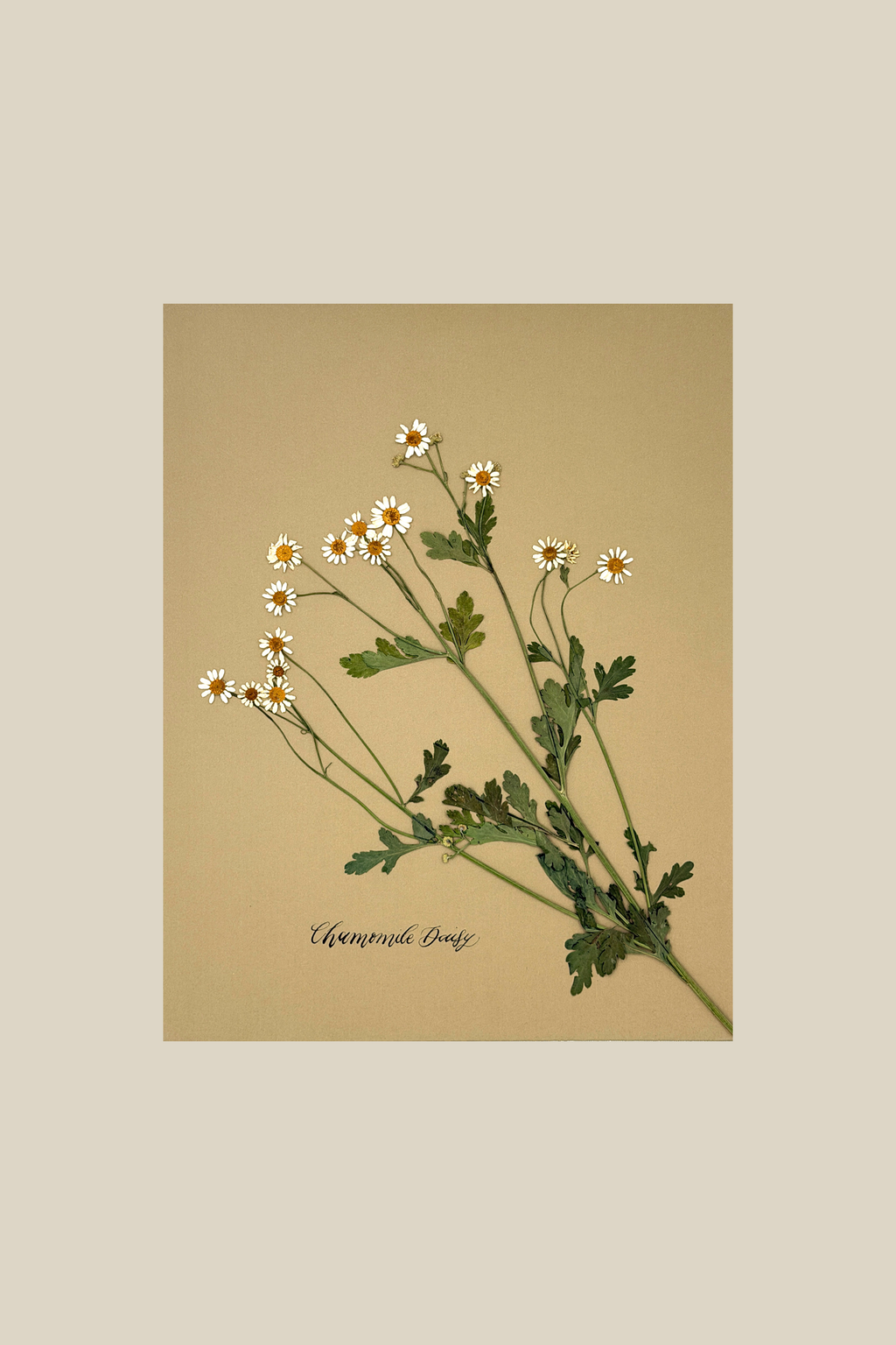 Chamomile Daisy on gold