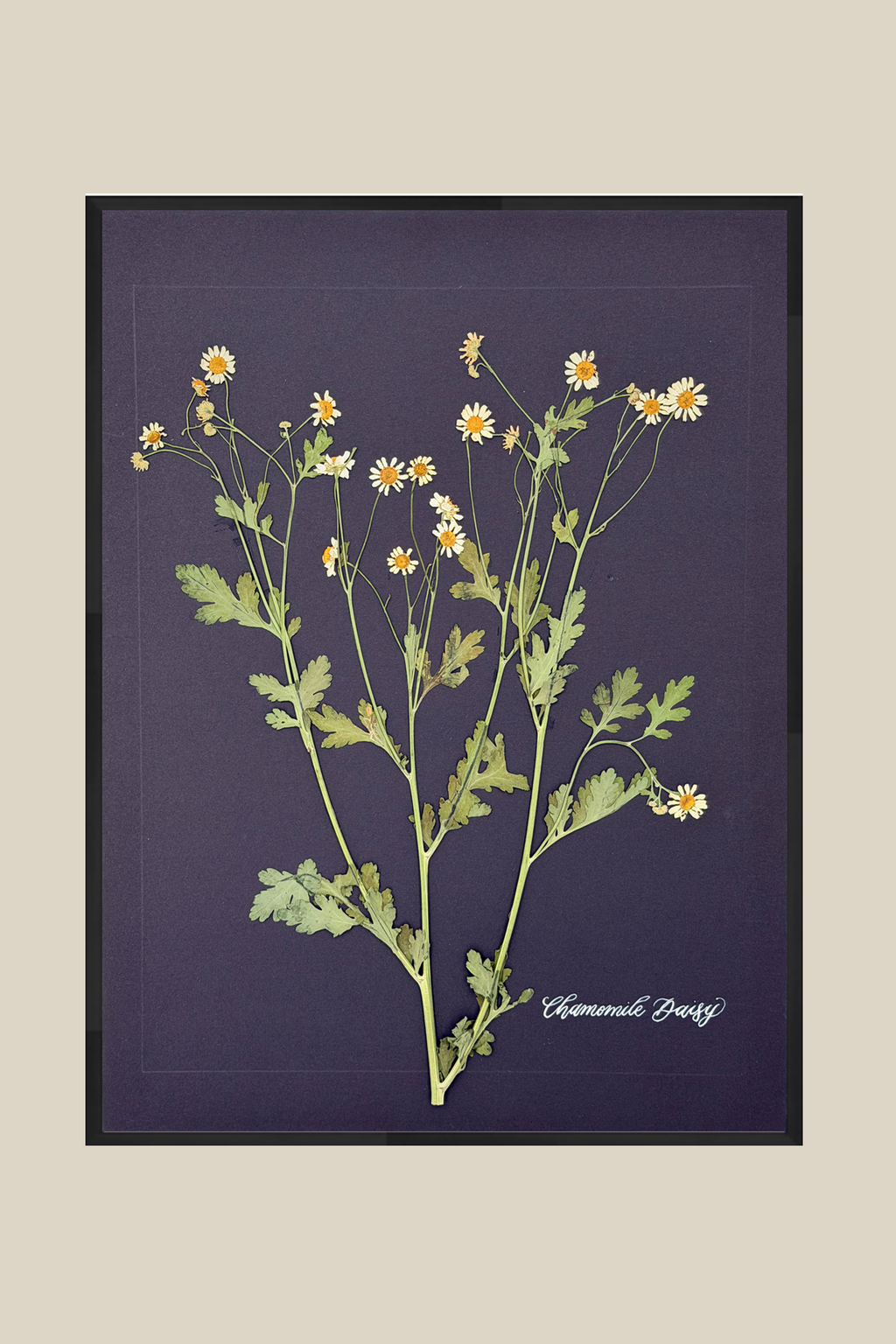 Chamomile Daisy