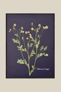 Chamomile Daisy