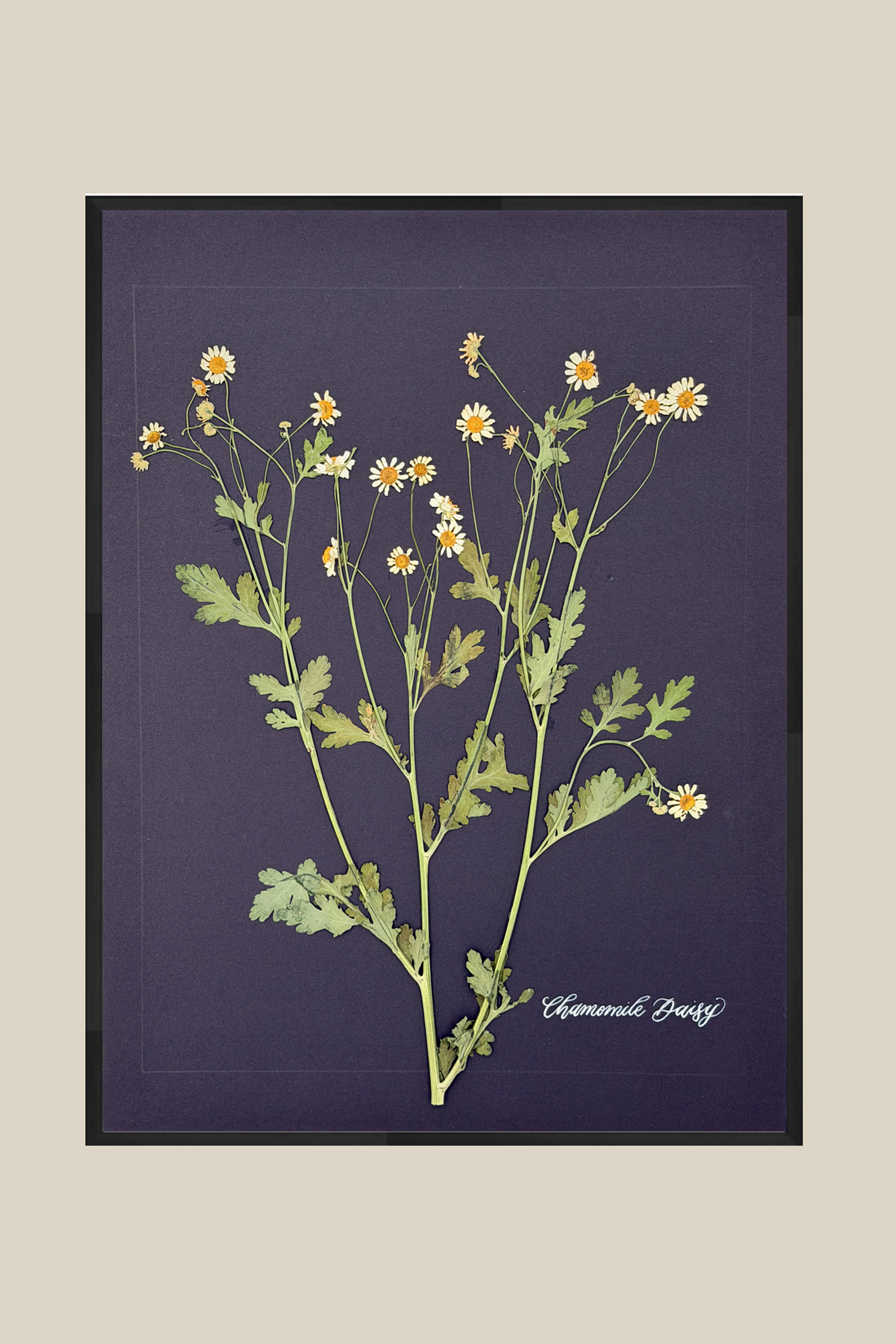 Chamomile Daisy