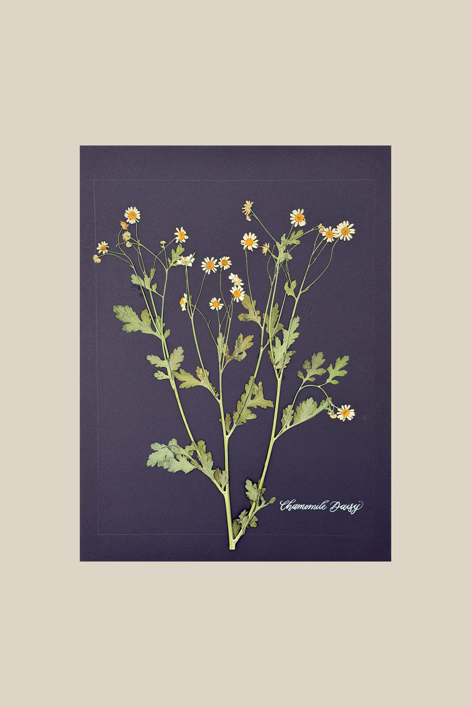 Chamomile Daisy