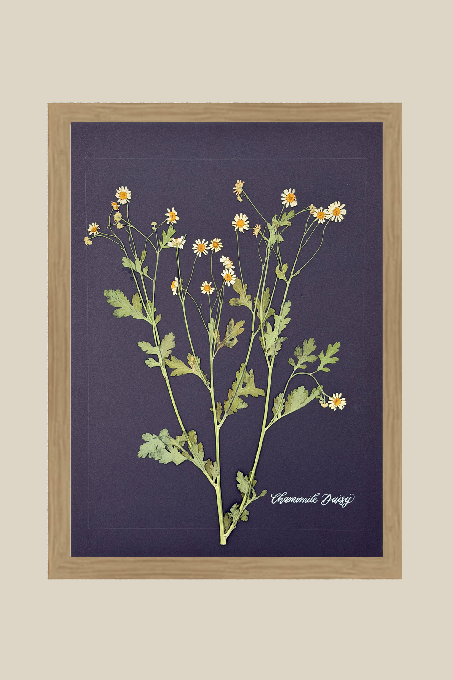 Chamomile Daisy