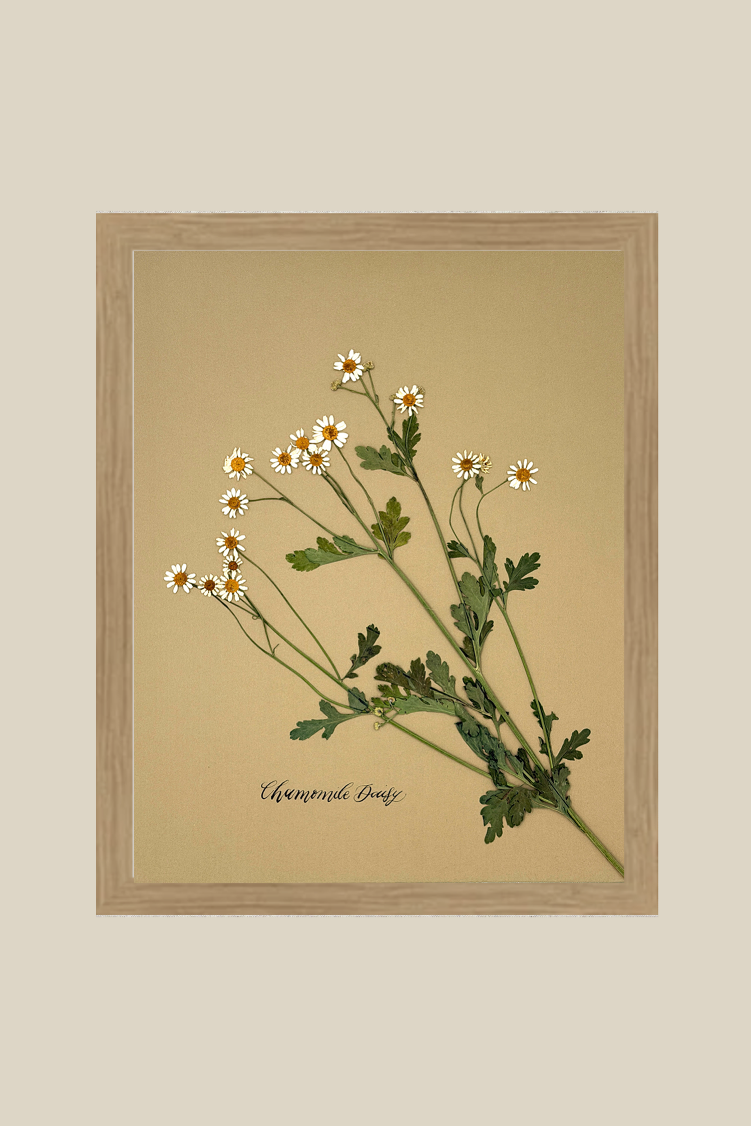 Chamomile Daisy on gold