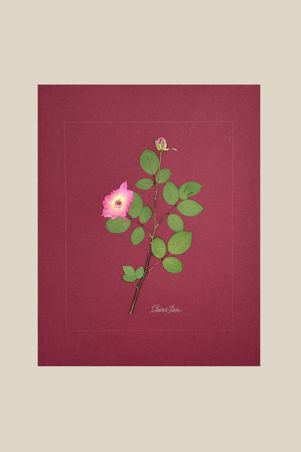 China Rose on wine
