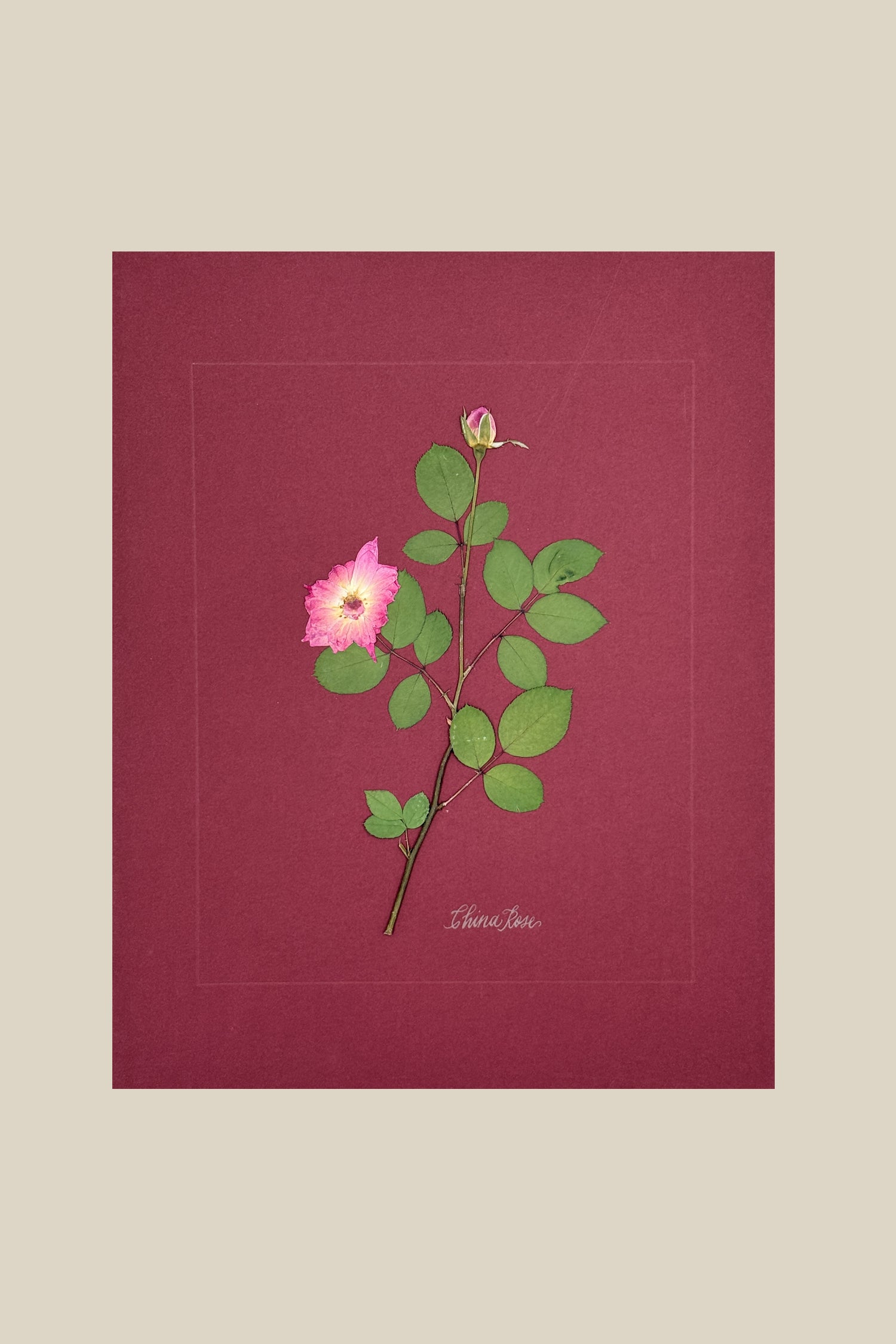 China Rose on wine