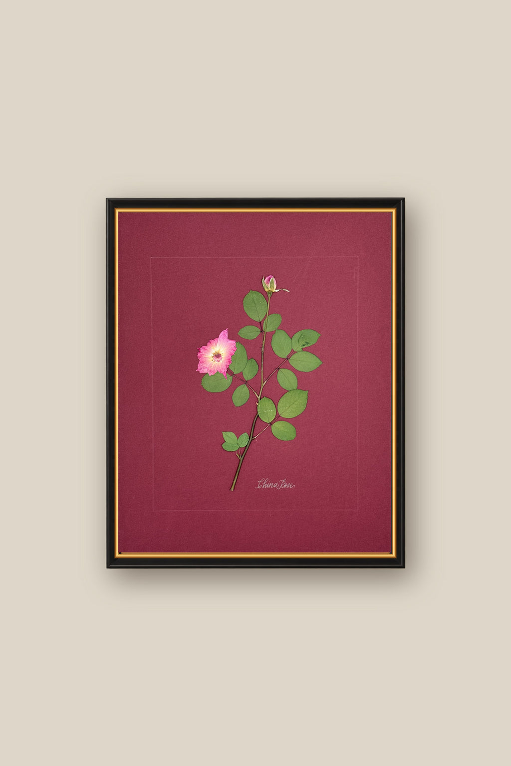 China Rose on wine Framed