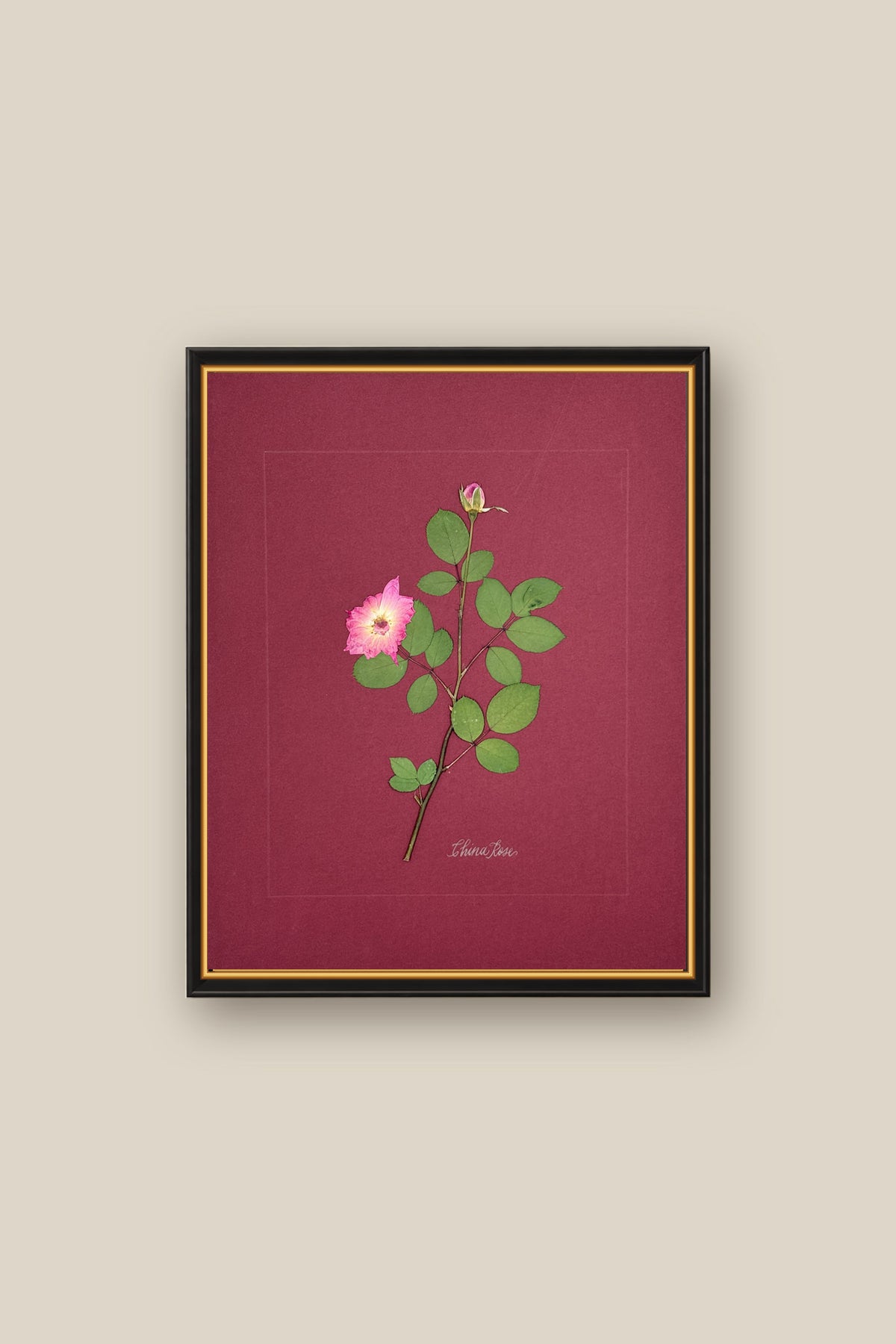China Rose on wine Framed