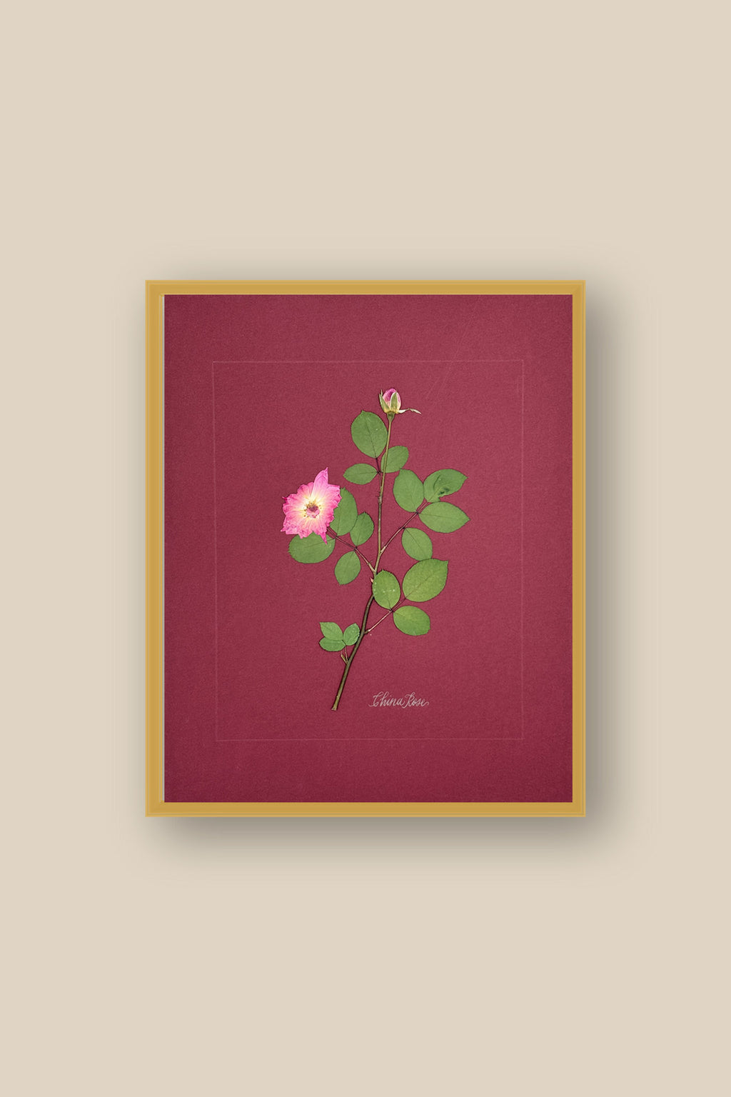 China Rose on wine Framed