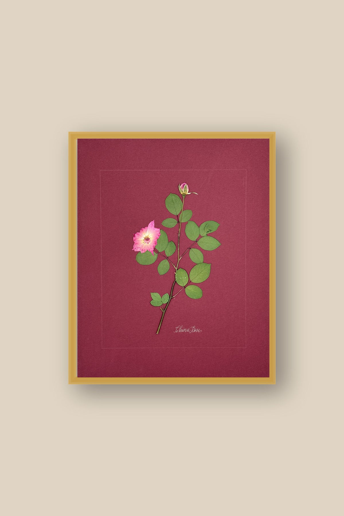 China Rose on wine Framed