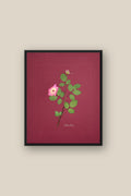 China Rose on wine Framed