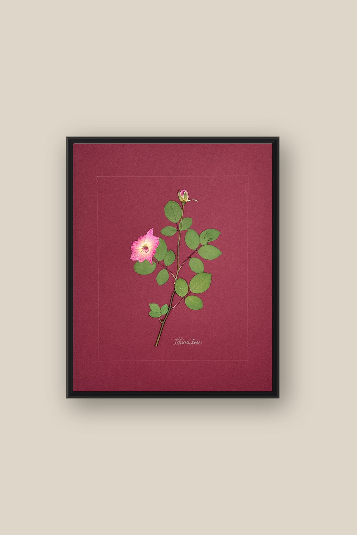 China Rose on wine Framed