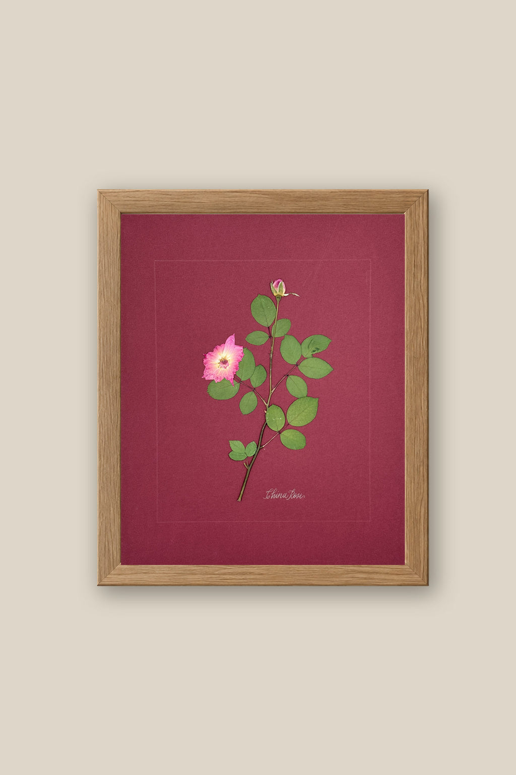 China Rose on wine Framed