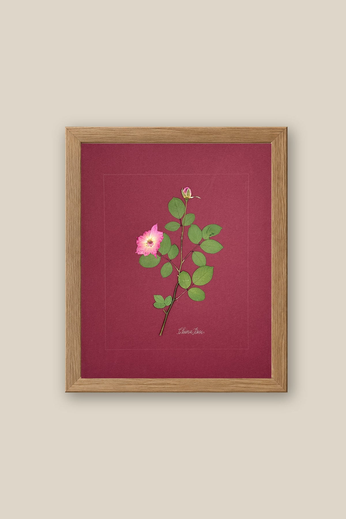 China Rose on wine Framed