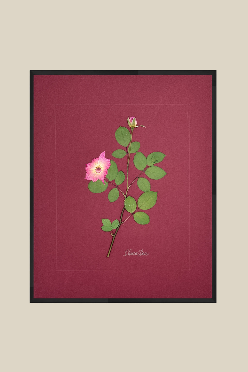China Rose on wine