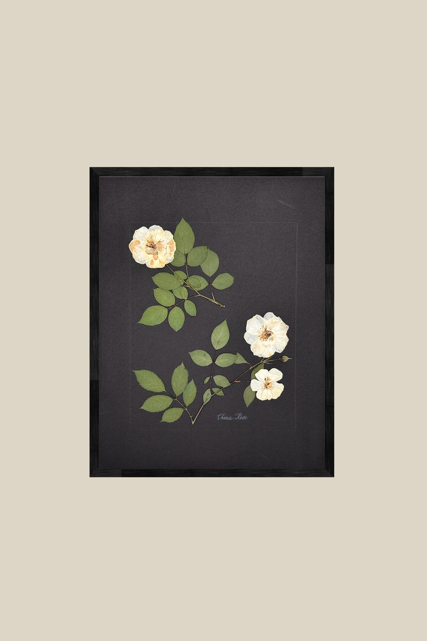 China Rose on Black