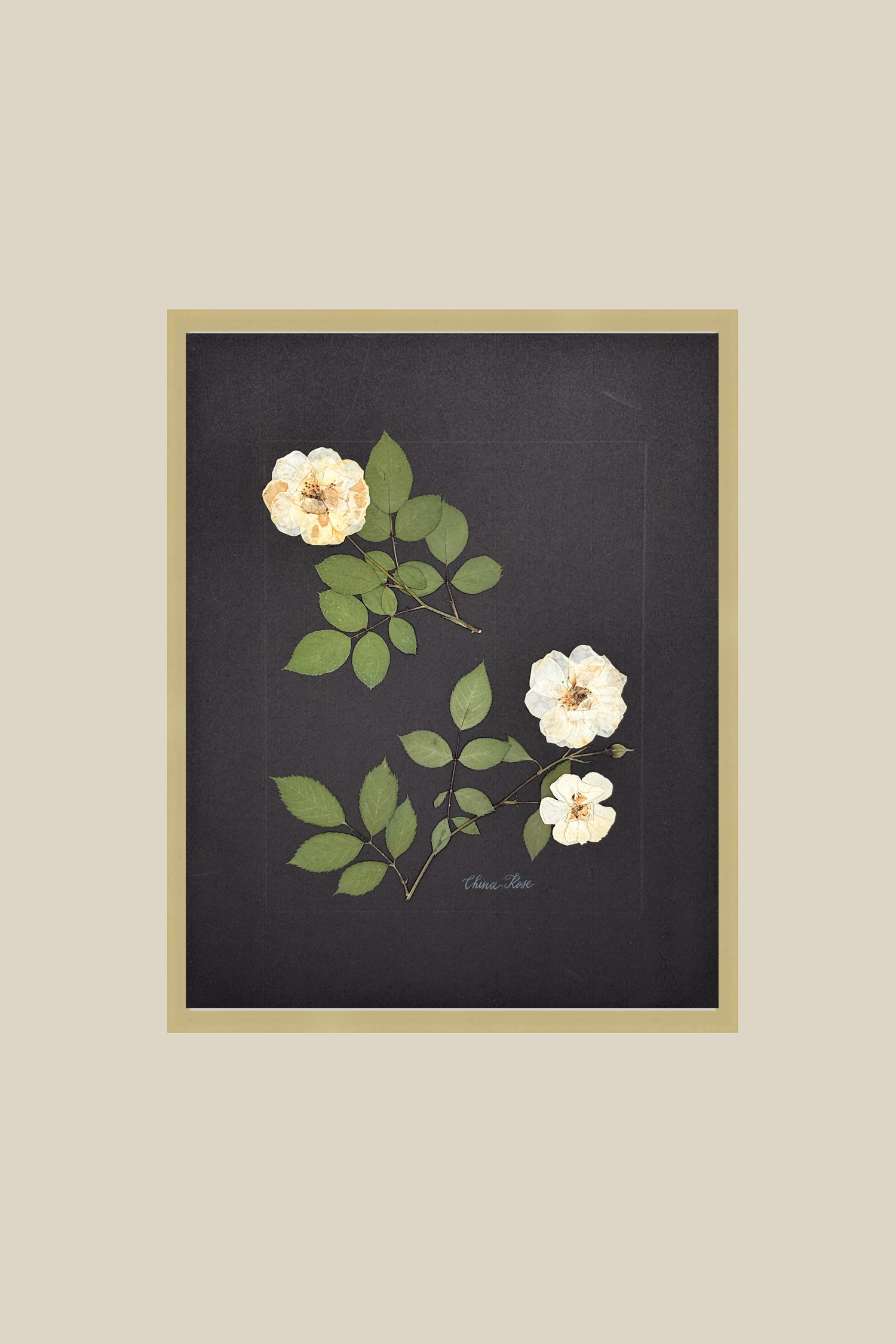 China Rose on Black
