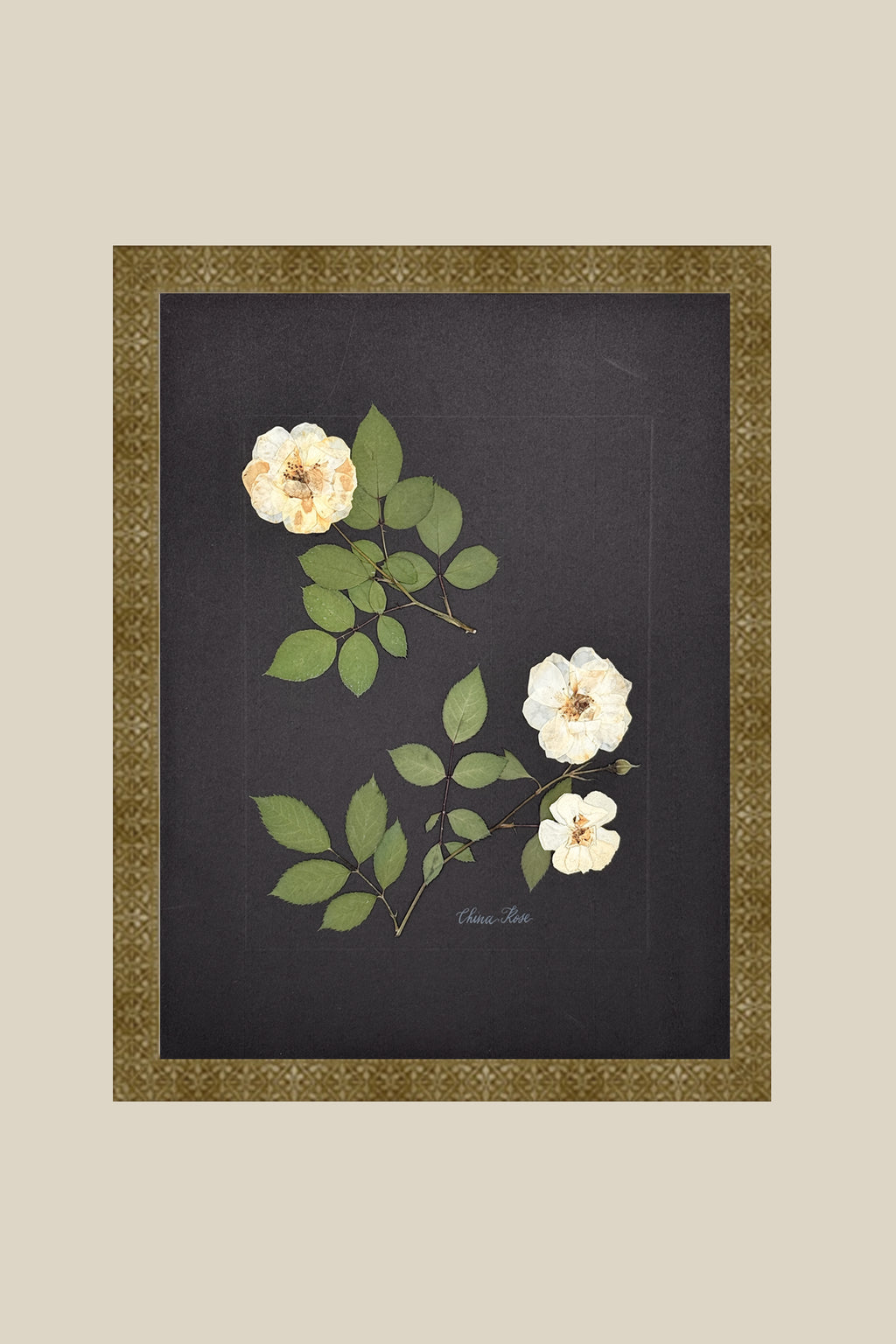 China Rose on Black