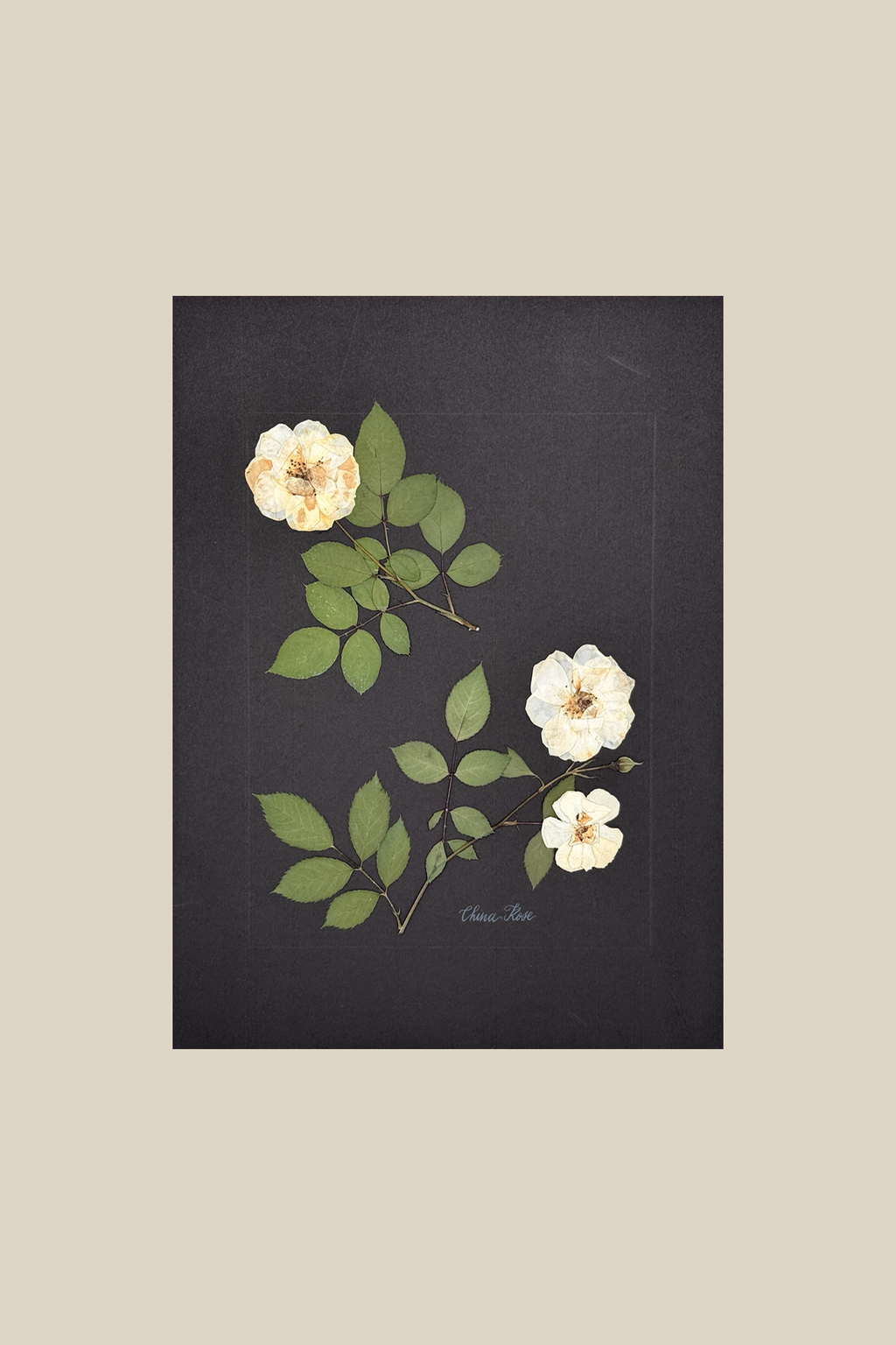 China Rose on Black