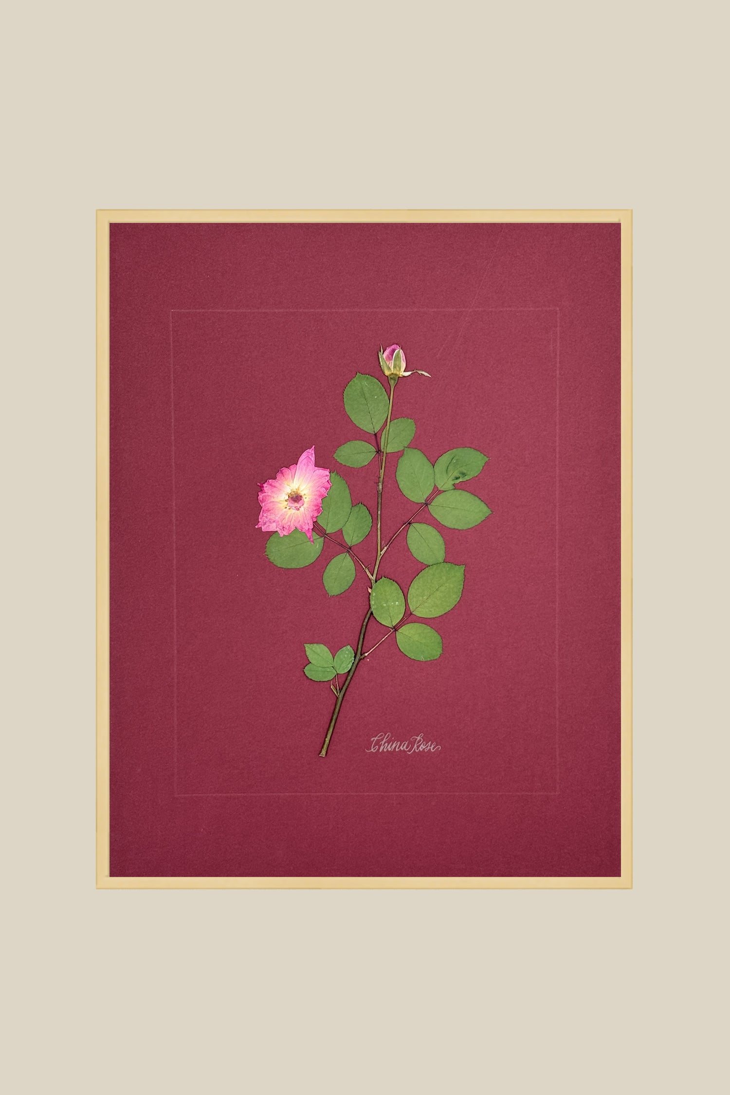 China Rose on wine