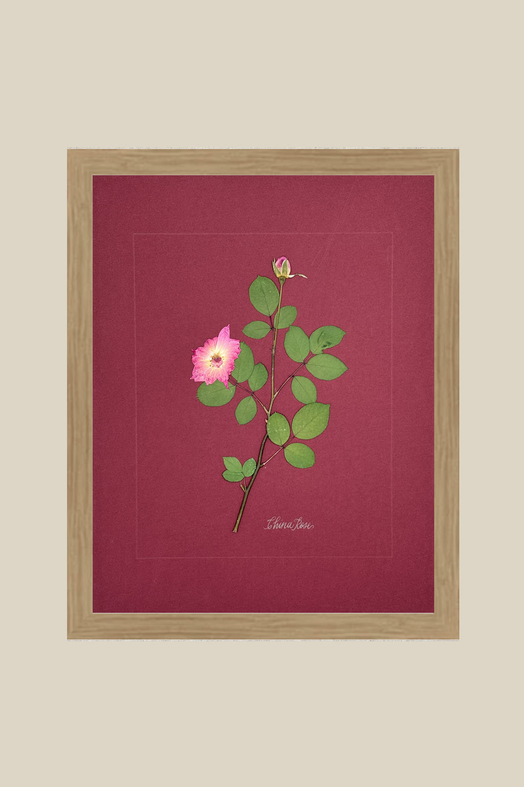 China Rose on wine