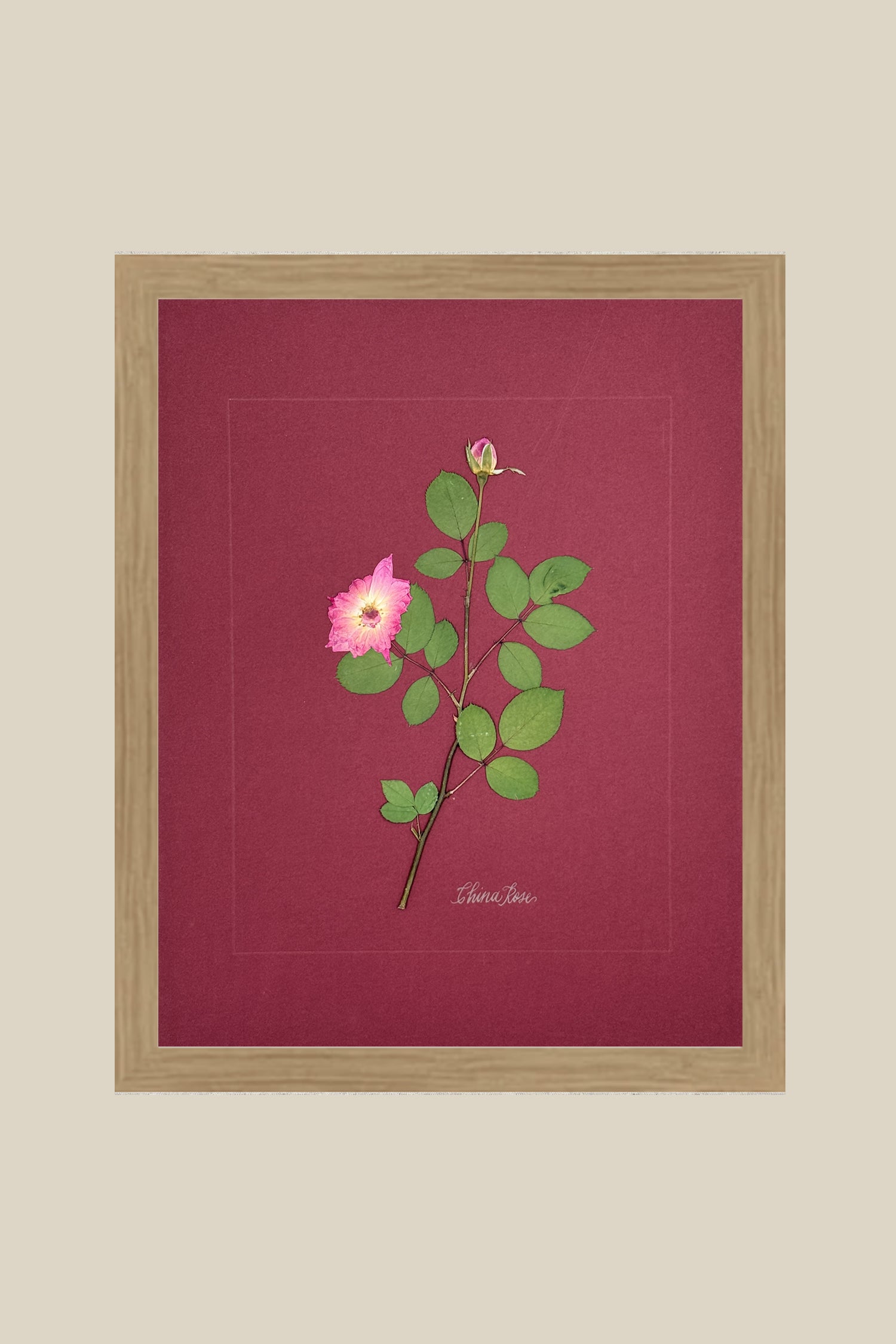 China Rose on wine