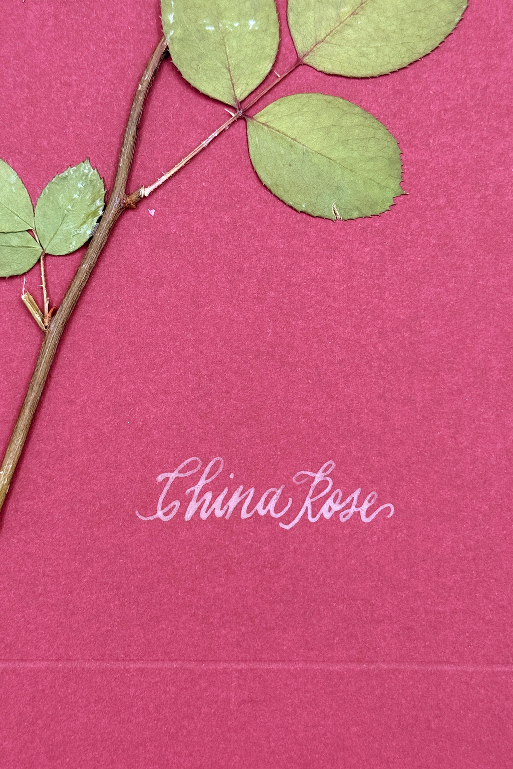 China Rose on wine