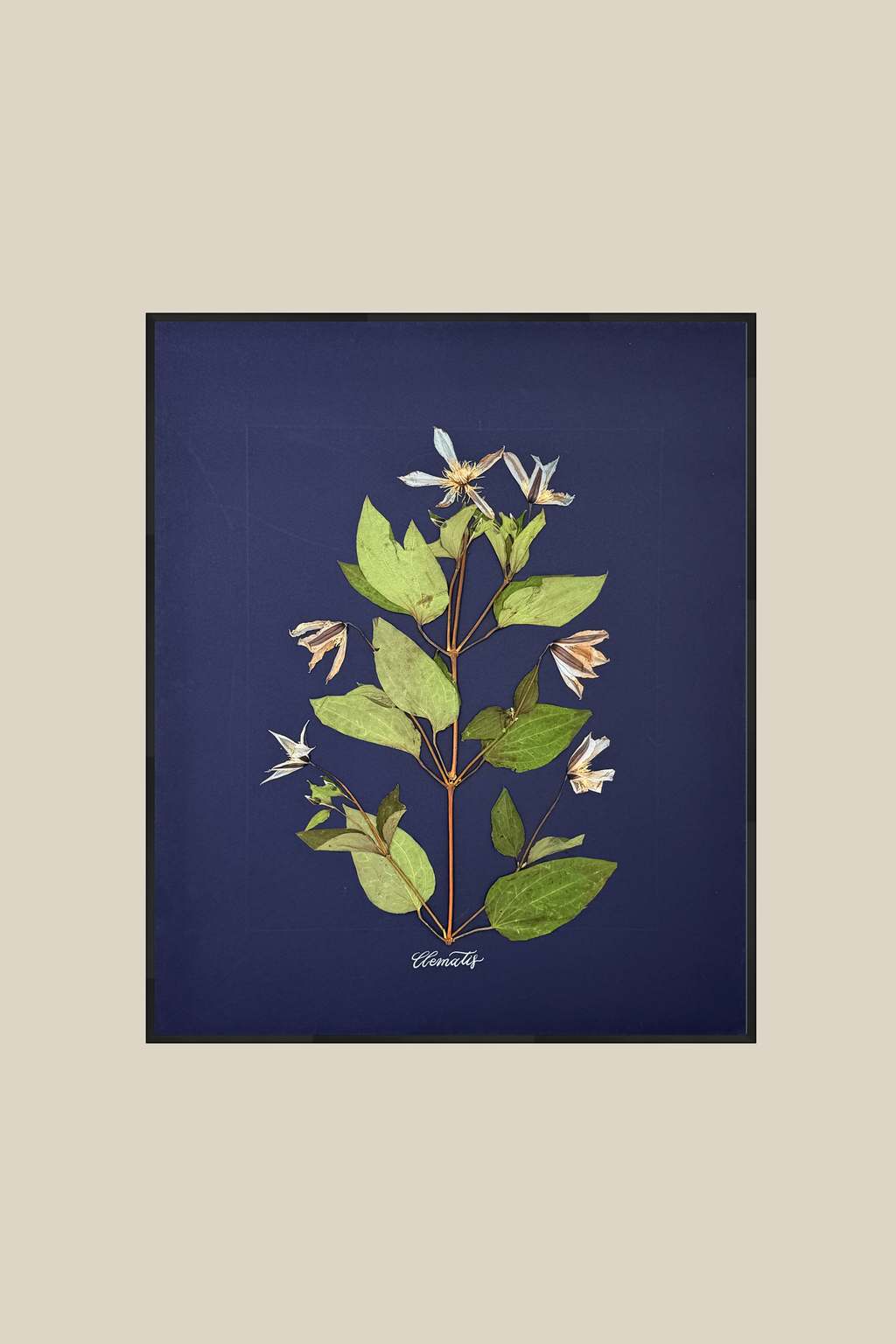 Clematis on Navy
