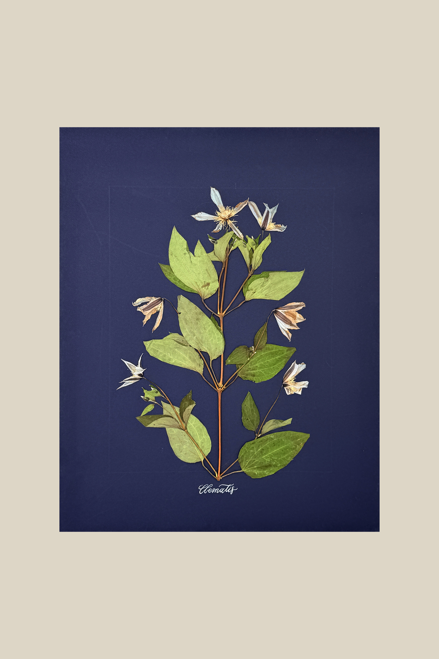 Clematis on Navy