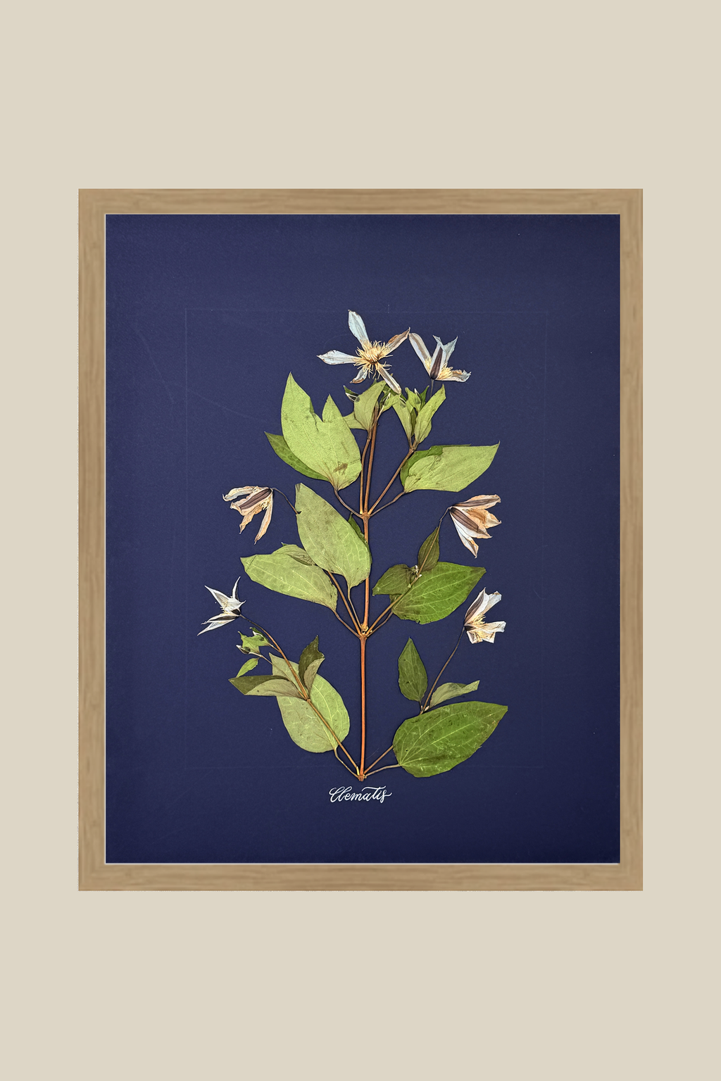 Clematis on Navy
