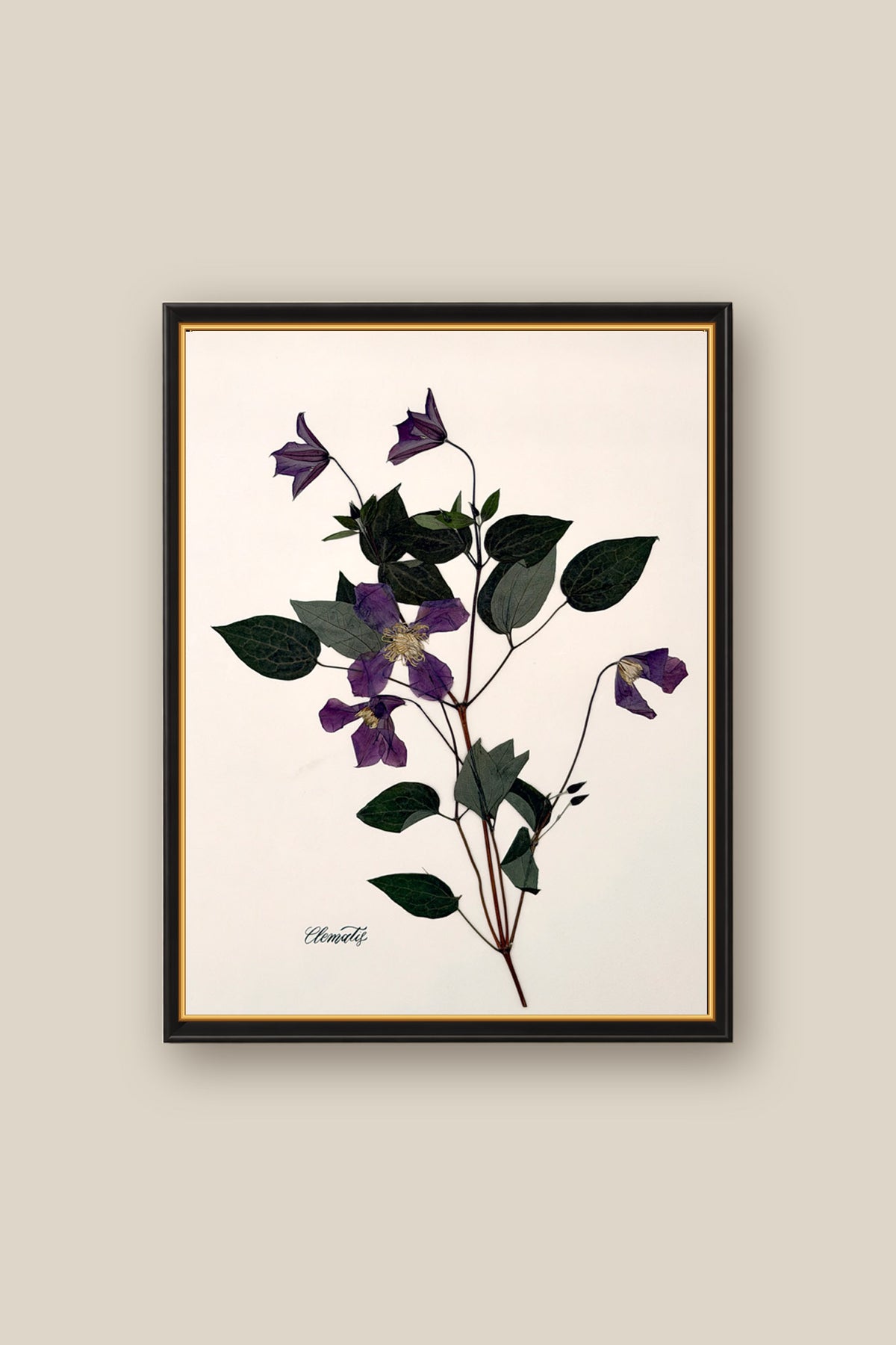 Clematis on Pale Blush Framed
