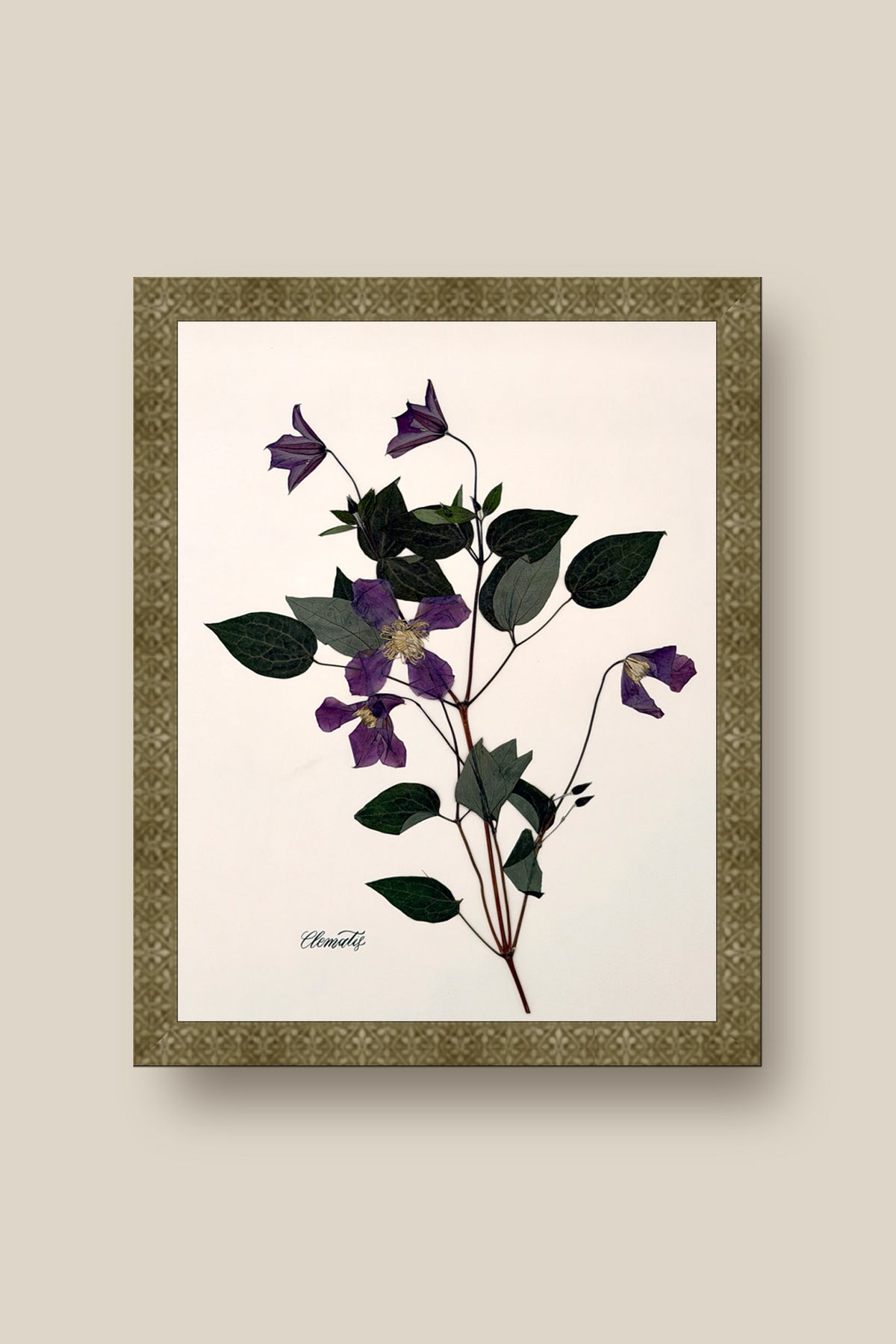 Clematis on Pale Blush Framed