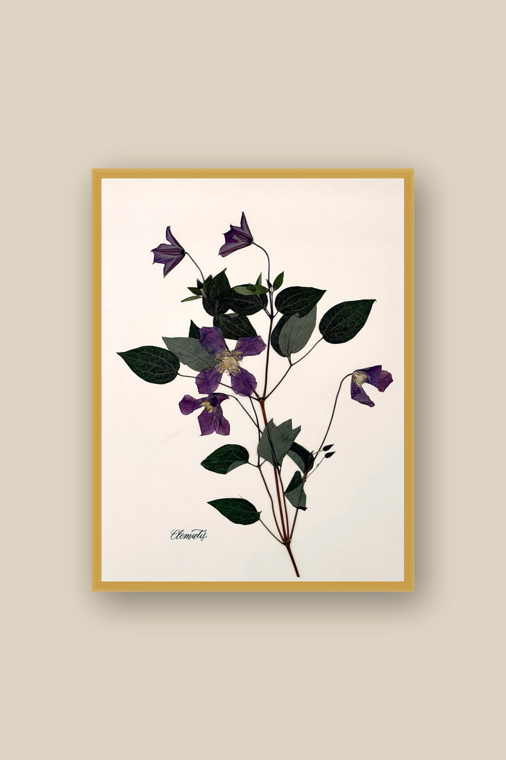 Clematis on Pale Blush Framed