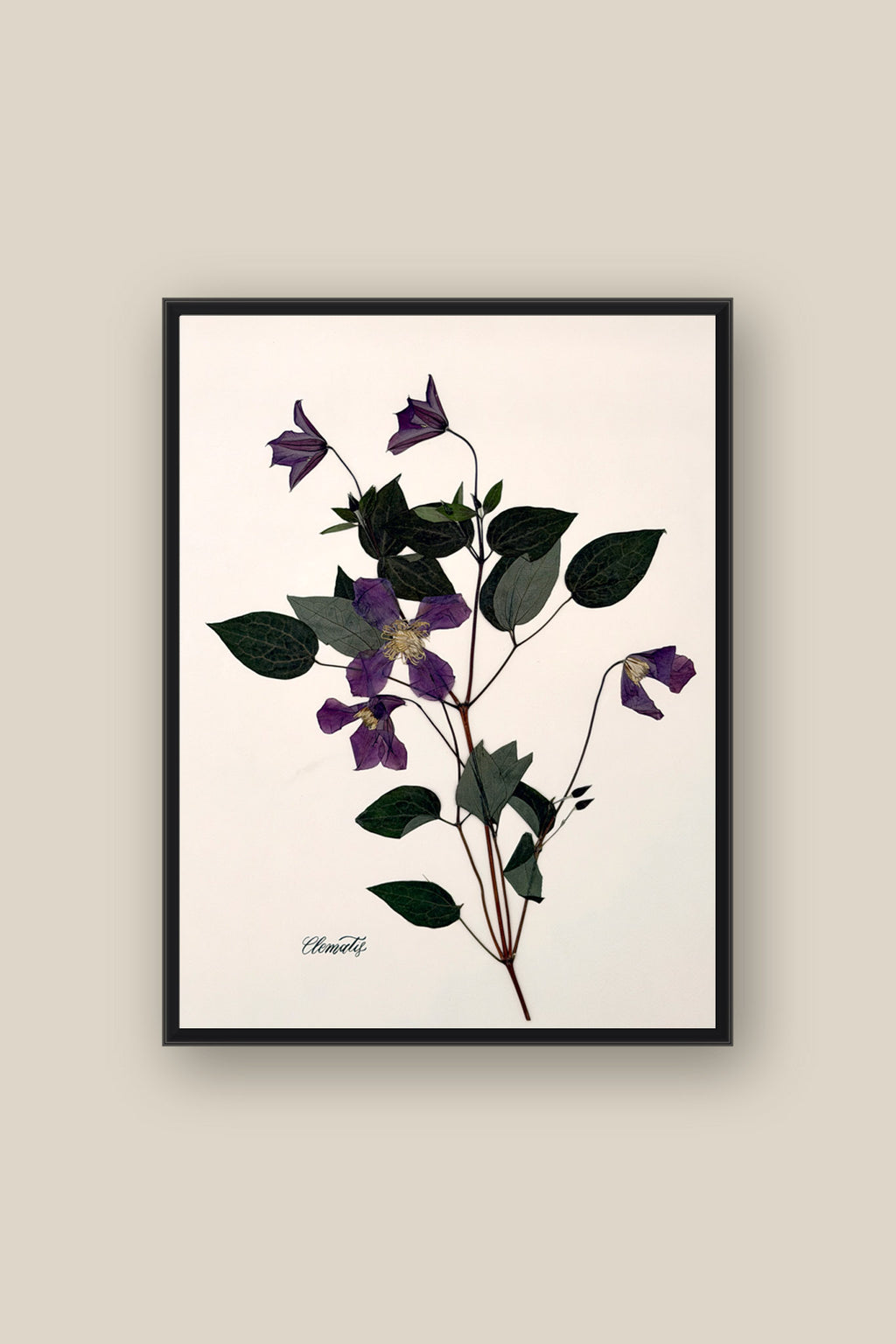 Clematis on Pale Blush Framed